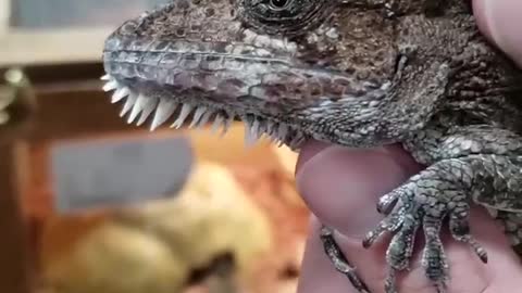 Western Bearded Anole (False Chameleons) aka Anolis barbatus