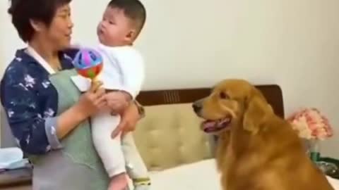 An amazing dog taking care of his human brother