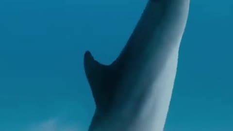 Cute Dolphin