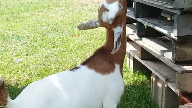 Hay string is handy