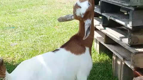 Hay string is handy