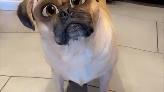 Cute Dog So Sweetest