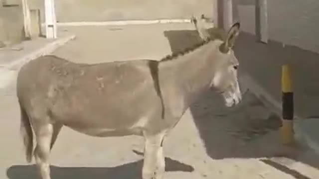 donkey donkey paying bank account