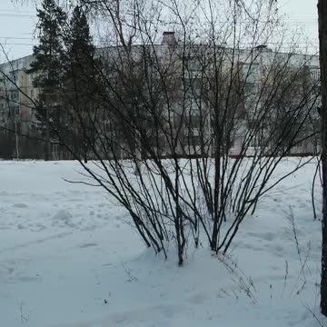 The beautiful city of Neryungri in the winter among the forest.