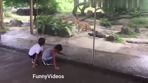 watch animals with girls