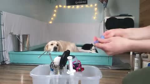 Our whelping setup ( golden retrievers )