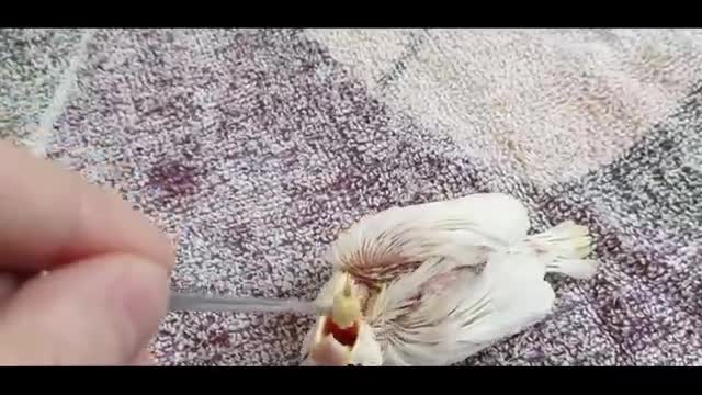 chick learning to walk