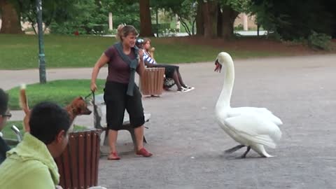 Dog vs Swan