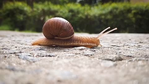 walking snail