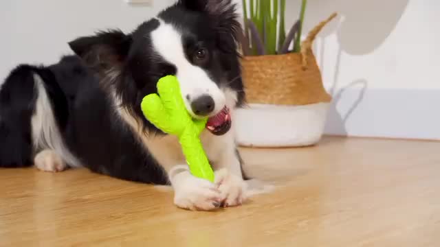 Dog Chew Toys, Durable Rubber Dog Toys for Aggressive Chewers, Cactus Tough Toys for Training,