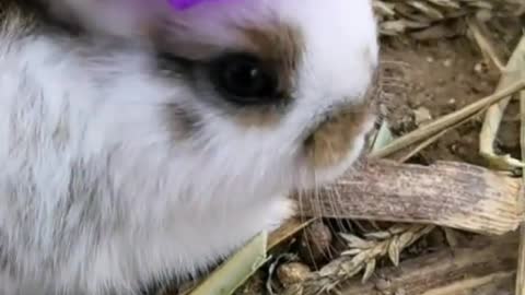 A group of lovely rabbits