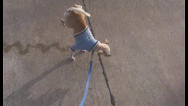 Circus Chihuahua Balances On Front Legs While Making It’s Own Pee Tightrope