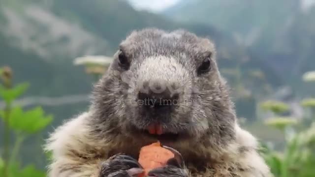 This an amazing animal. Wonderful Video, funny video .