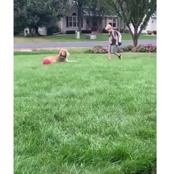 This pup patiently waits for his BFF to get off the school bus! 😍