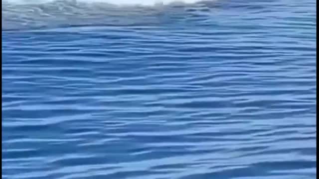 TWO GIANTS WHALES POPS OUT OF THE WATER /2021