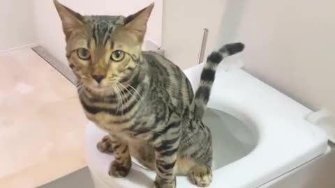cat and toyleting animal funny video 2021