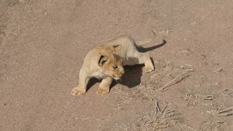 Cute Baby lion cubs chatting with Mom