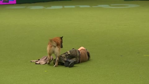 Amazing Dog Performs CPR, Squats and Press Ups in Helwork To music Routine !! Crufts 2017