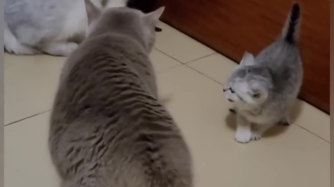 funny cats