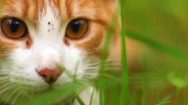 White Cat laying Among The Grasses Seen Up Close