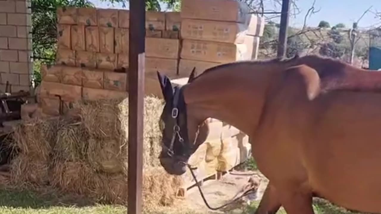 Dog Bringing His Pet Horse Out for a Walk