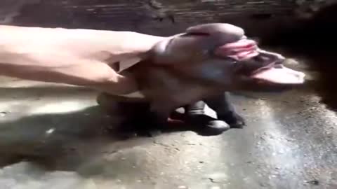 Pig Dog Monkey Hybrid Abomination