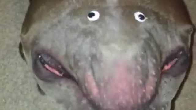what is that ??