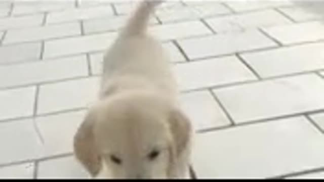 Puppies pl@ying
