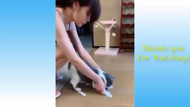 AMAZING FUNNY CATS VIDEO