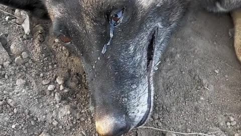 Dog cried a lot while burying his son's body.😲😲