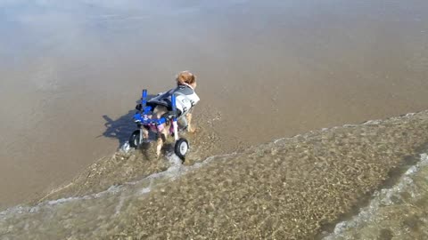 Disabled Doggy Enjoys Time at the Beach Being a Land Shark