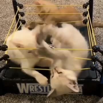 Kittens Do Wrestling XD