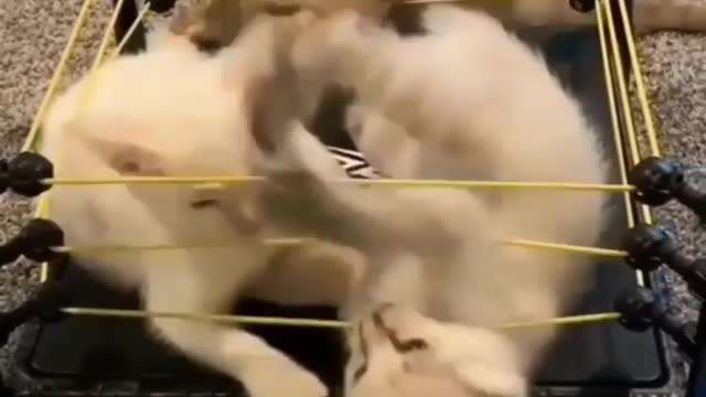 Kittens Do Wrestling XD