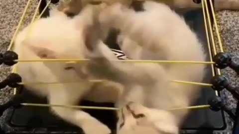 Kittens Do Wrestling XD