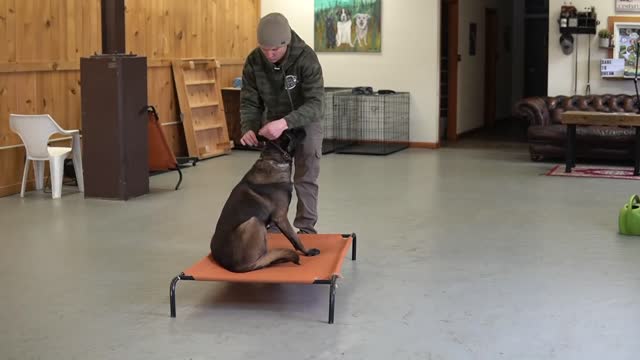 The easiest dog training process - Teach your dog to go to their bed on command