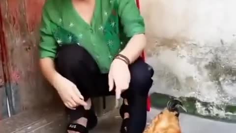 Chiken funny 😂😂😂😂