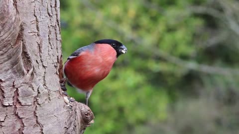 Bullfinch eating wokd