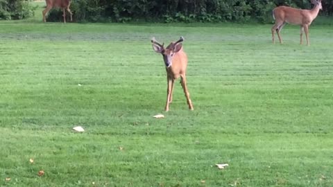 Happy Deer...