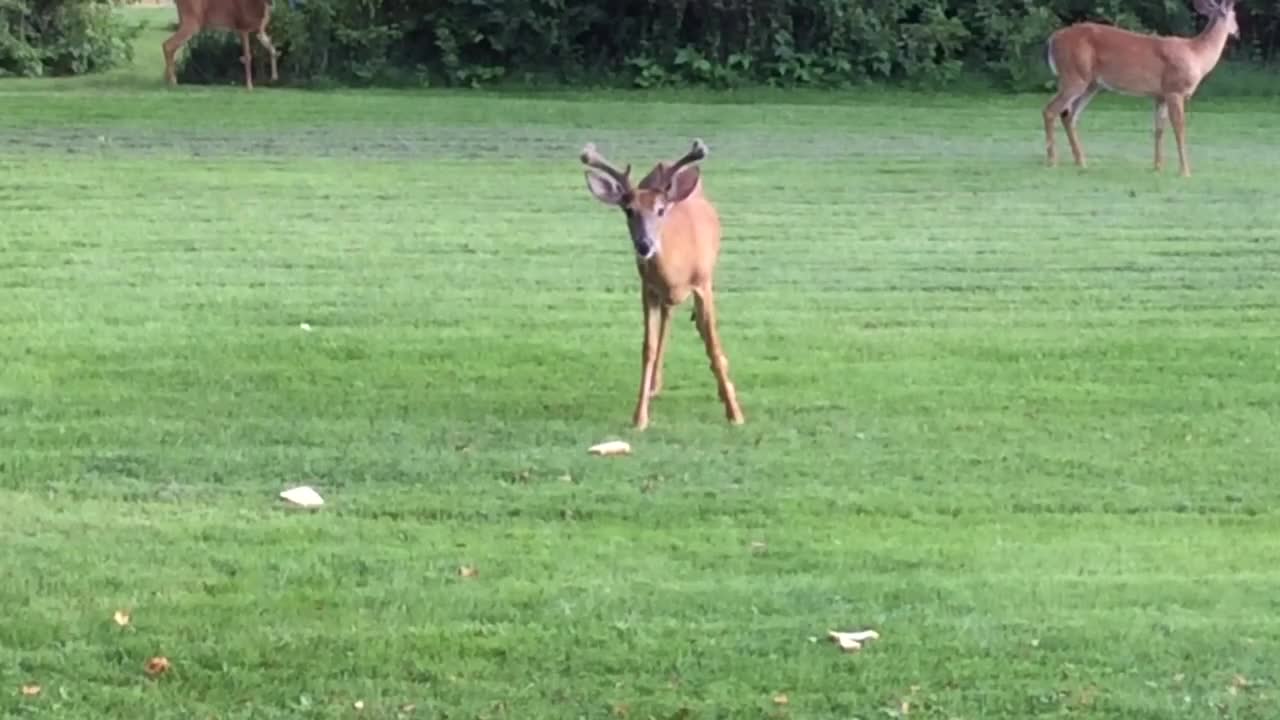 Happy Deer...