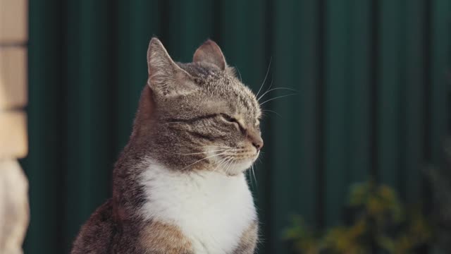 Cat In Night Time