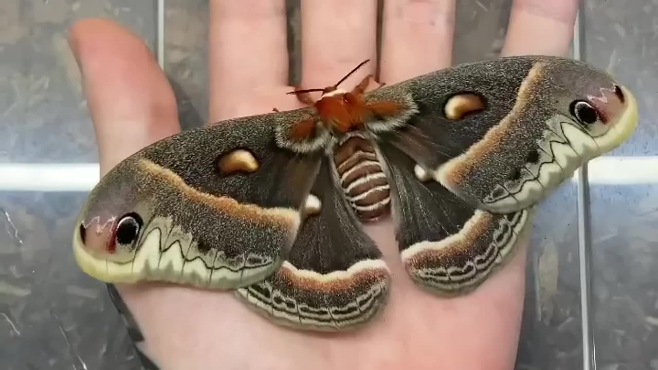 These insects grew up from the eggs