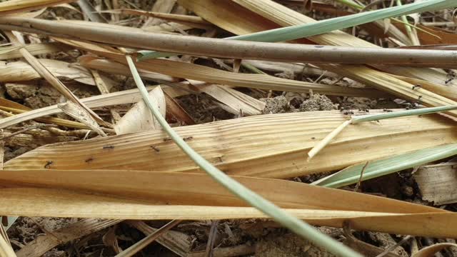 ant activity