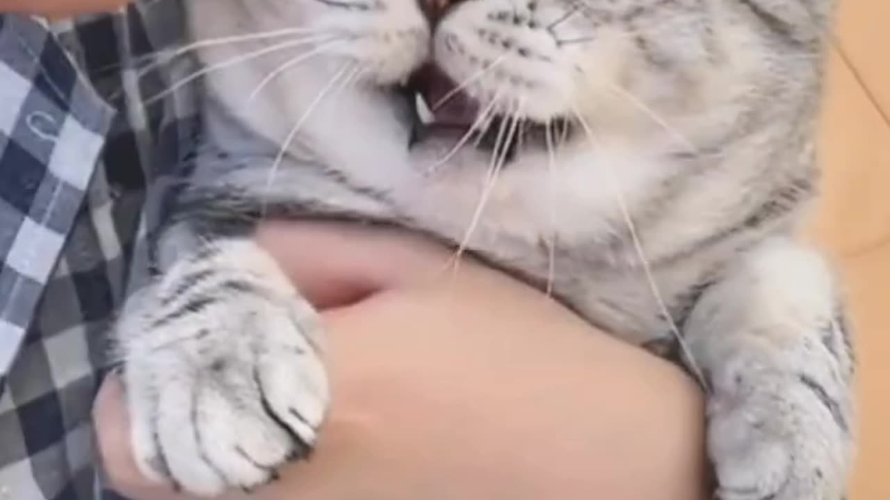 When you wanna kiss your cat--Best funny cat video