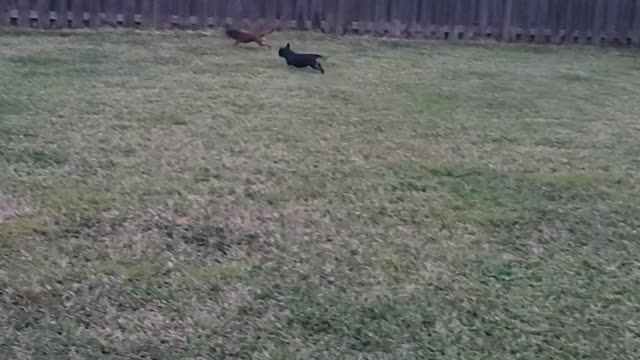 Chihuahuas Running