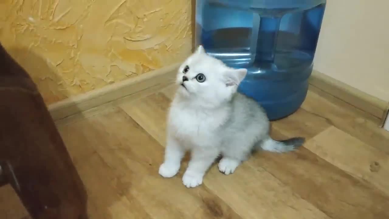 KITTENS MEOW 😻 KITTEN TALKS TO HOSTESS ,SCOTTISH KITTENS MEOW