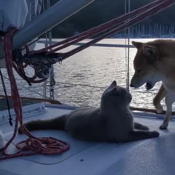 Cat and Dog Play With each other While Sailing on Boat