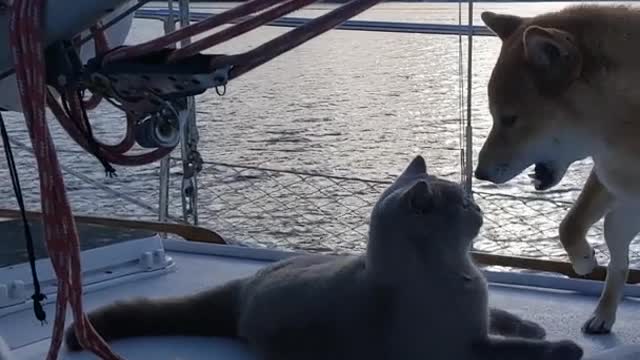 Cat and Dog Play With each other While Sailing on Boat