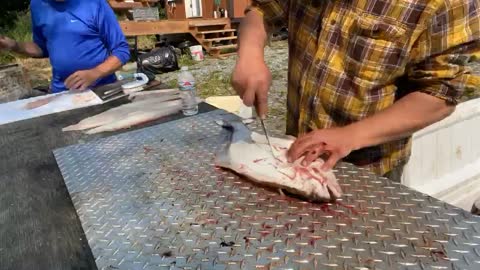 Filleting Halibut in Clam Gulch Alaska