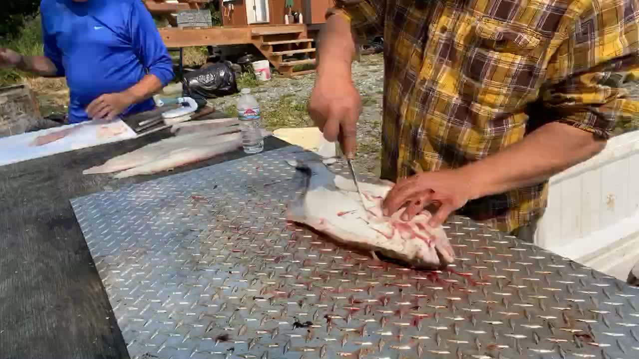 Filleting Halibut in Clam Gulch Alaska