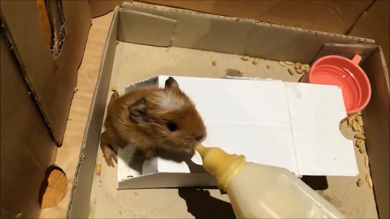 Baby Guinea Pigs